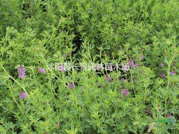 紫花苜蓿種子價(jià)格