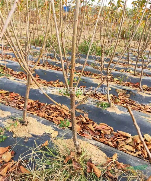 紅燈櫻桃樹苗價格 三公分櫻桃樹苗多少錢一棵建園要求