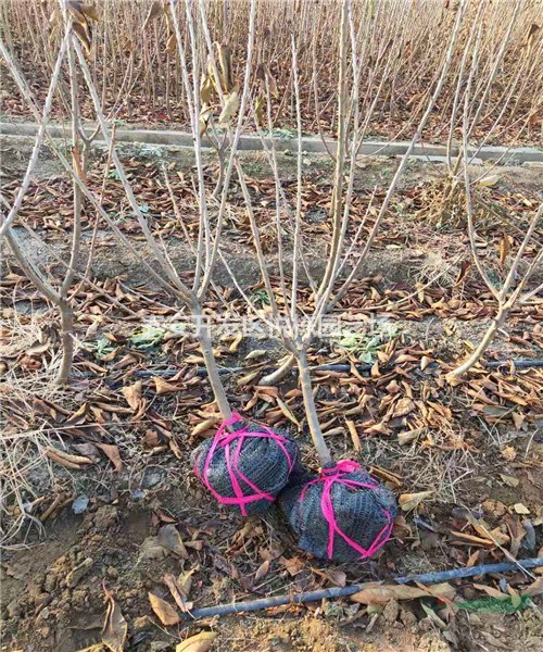 紅燈櫻桃樹苗價格 三公分櫻桃樹苗多少錢一棵建園要求