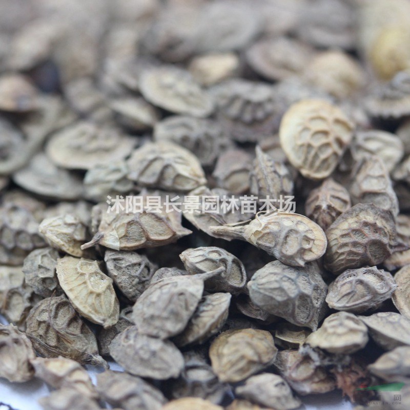 紅豆草種子哪里有賣？