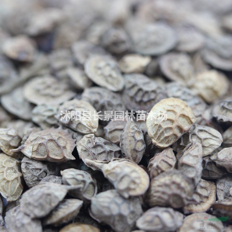 紅豆草種子哪里有賣？