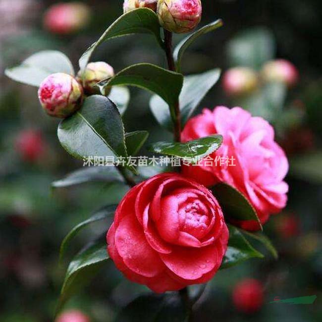 茶花小苗 山茶花批發(fā) 庭院綠化 茶花價(jià)格
