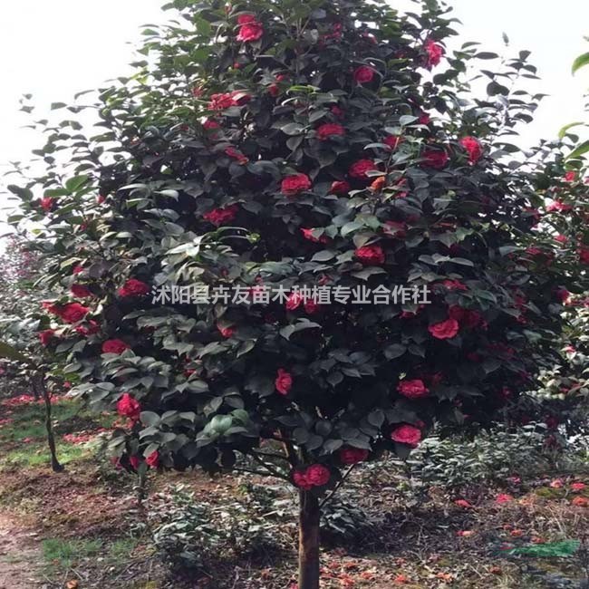 茶花小苗 山茶花批發(fā) 庭院綠化 茶花價(jià)格