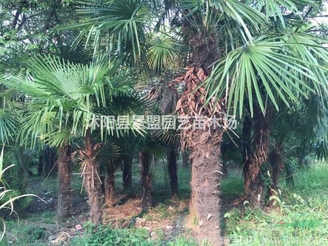 50公分80公分棕櫚樹(shù)什么價(jià)格哪家較好？