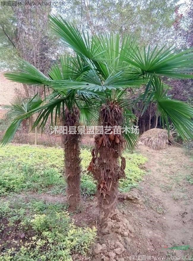 50公分80公分棕櫚樹(shù)什么價(jià)格哪家較好？