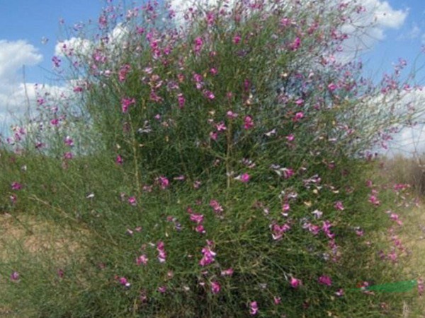 花棒種子哪里有?多少錢一斤？