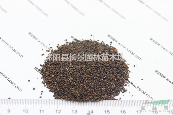 薄荷種子哪里有賣？