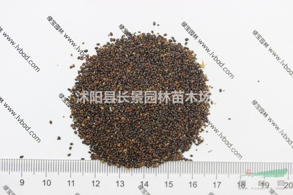 薄荷種子哪里有賣？