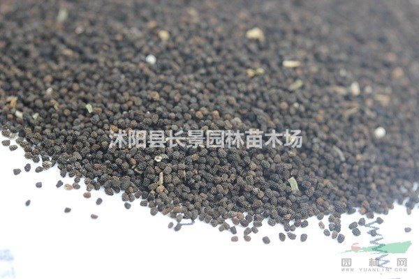 金魚草種子幾月播種最好？