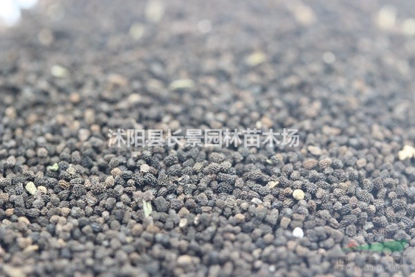 金魚草種子幾月播種最好？