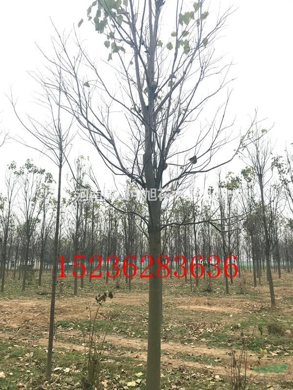 14公分一級楸樹，質(zhì)優(yōu)價廉，錯過再無
