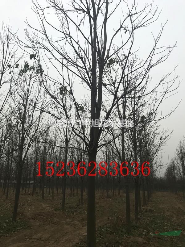 14公分一級楸樹，質(zhì)優(yōu)價廉，錯過再無