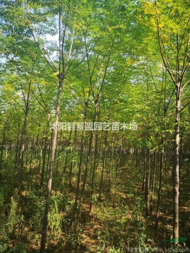 17公分18公分苦楝樹(shù)多少錢(qián)一株價(jià)格哪家最低？