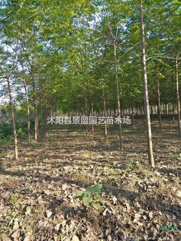 17公分18公分苦楝樹(shù)多少錢(qián)一株價(jià)格哪家最低？
