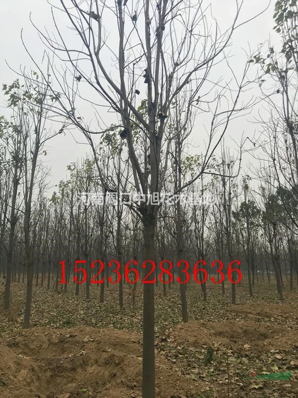 楸樹基地直銷  15公分楸樹  一級(jí)樹形  低價(jià)銷售