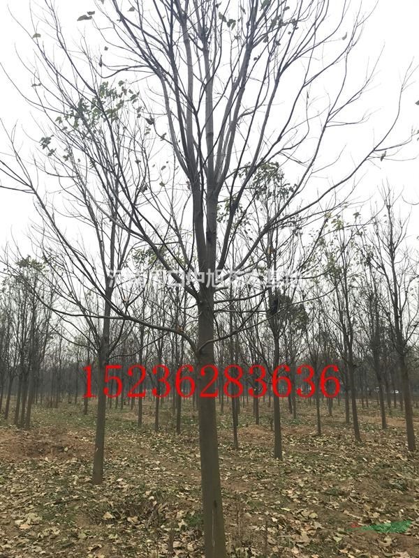 楸樹基地直銷  15公分楸樹  一級(jí)樹形  低價(jià)銷售