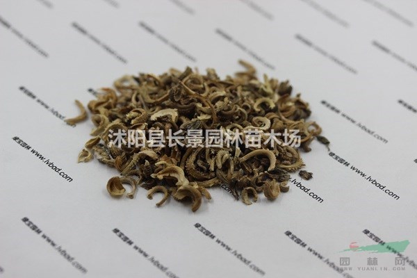 金盞菊種子批發(fā)價(jià)格，市場(chǎng)報(bào)價(jià)