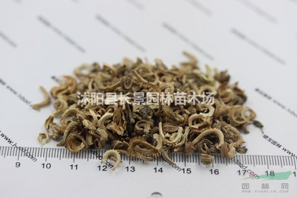 金盞菊種子批發(fā)價(jià)格，市場(chǎng)報(bào)價(jià)
