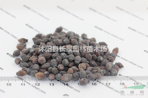 紫茉莉種子