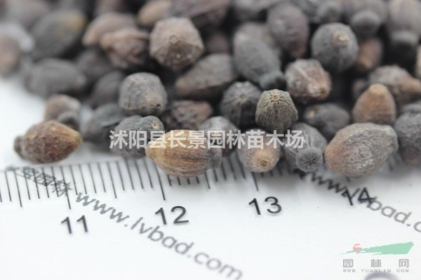 紫茉莉種子幾月播種好？