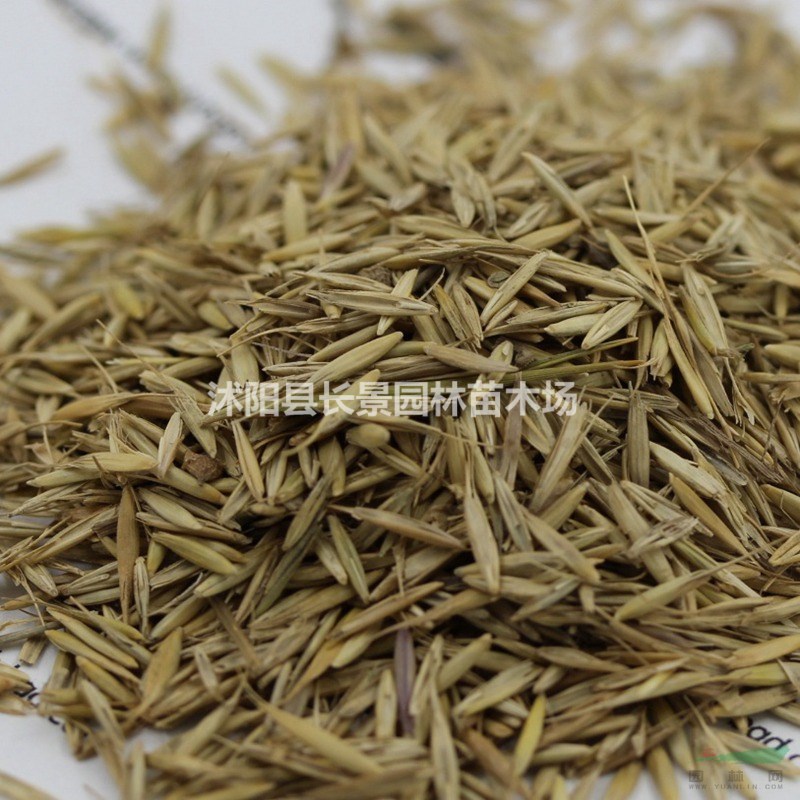 披堿草種子哪里有賣(mài)的？
