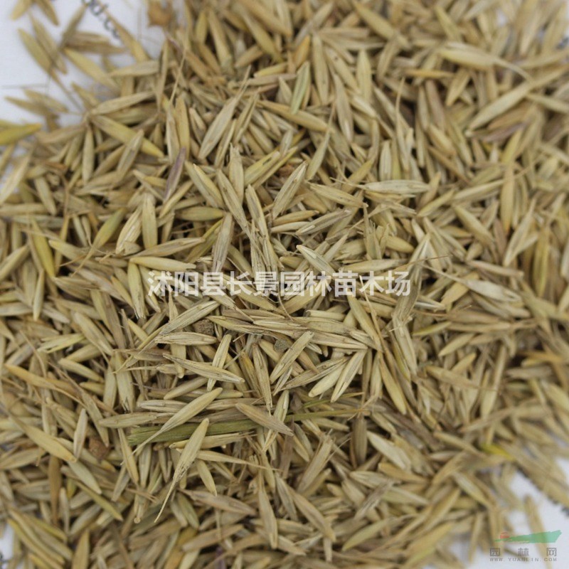 披堿草種子哪里有賣(mài)的？