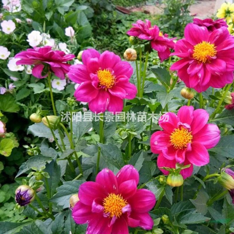 小麗花種子多少錢一斤，小麗花種子批發(fā)價(jià)格