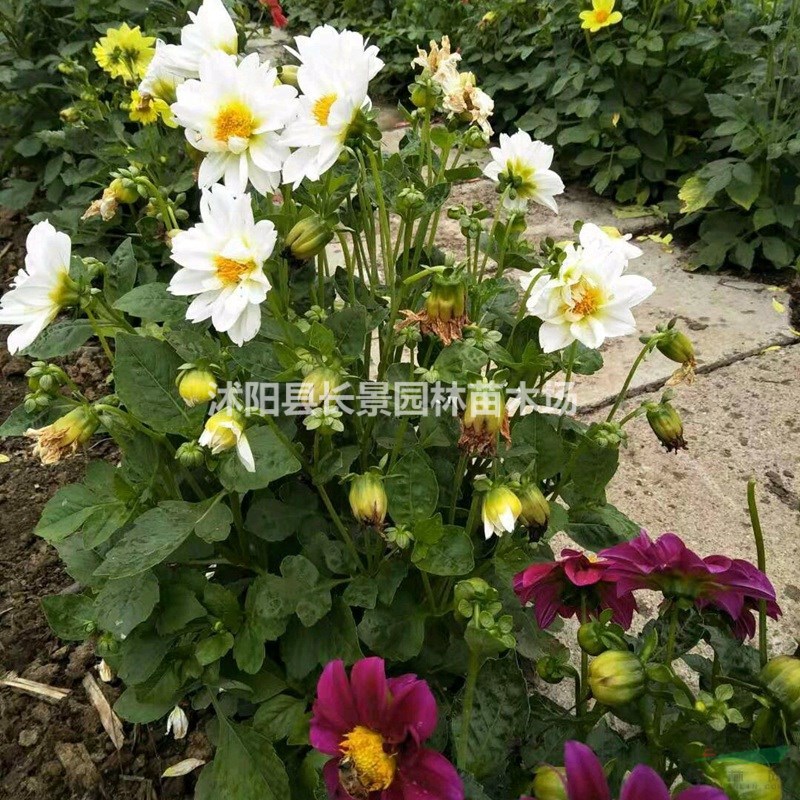 小麗花種子多少錢一斤，小麗花種子批發(fā)價(jià)格