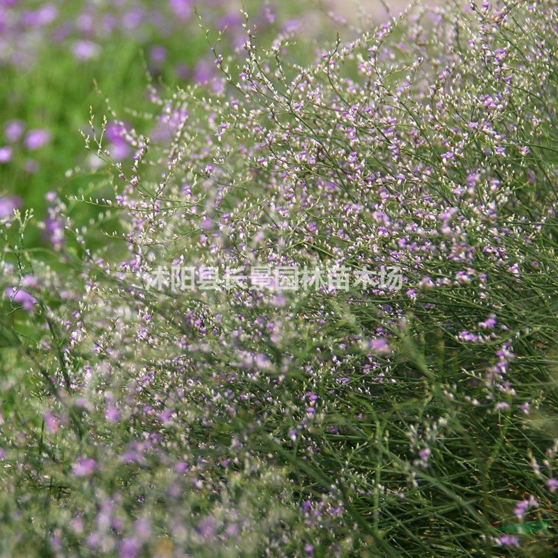 情人草種子哪里有賣？