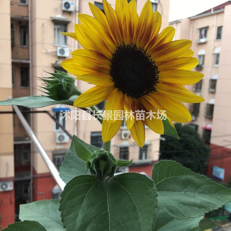 哪里有賣(mài)觀賞向日葵種子的？ 