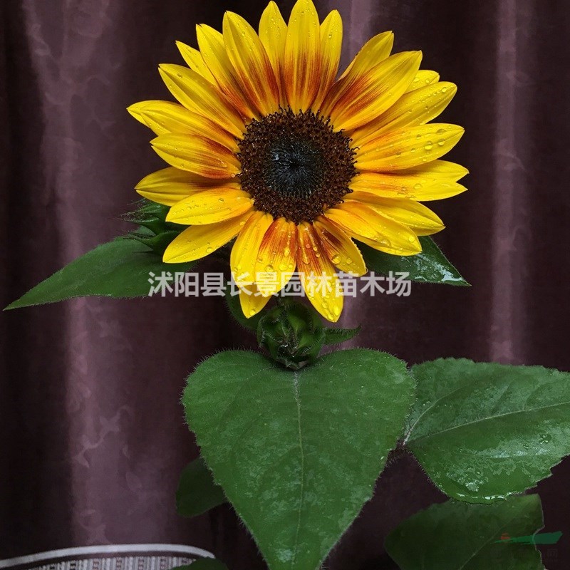 哪里有賣(mài)觀賞向日葵種子的？ 