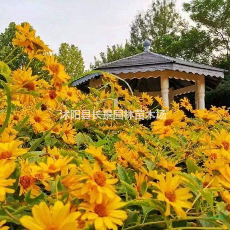 日光菊種子批發(fā)多少錢一斤？
