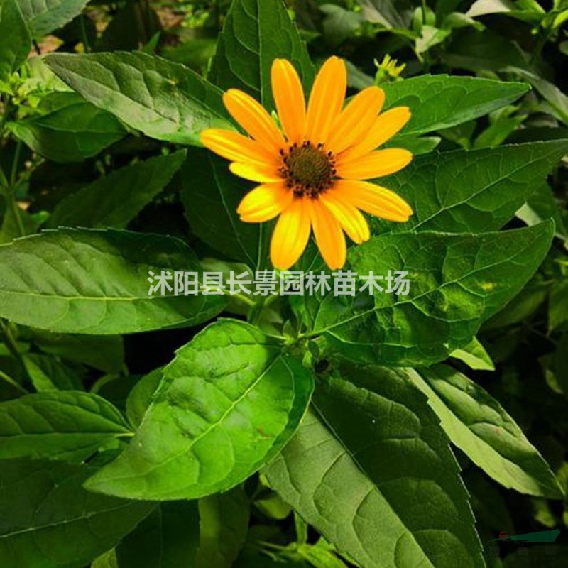 日光菊種子批發(fā)多少錢一斤？