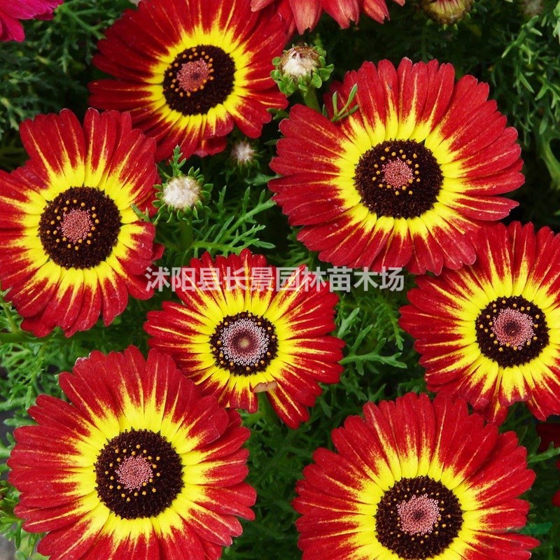 花環(huán)菊種子什么價格？怎么購買？