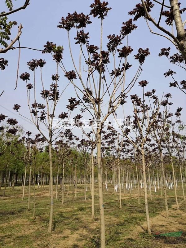 紅葉椿苗 嫁接紅葉椿 紅葉椿價格 6公分紅葉椿