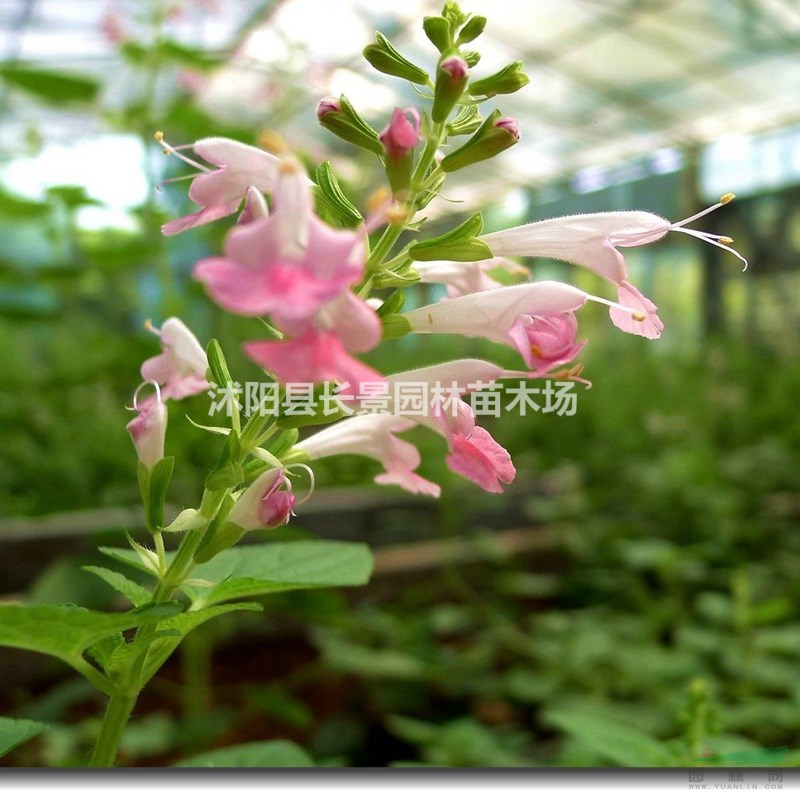 藍(lán)萼鼠尾草種子多少錢一斤？