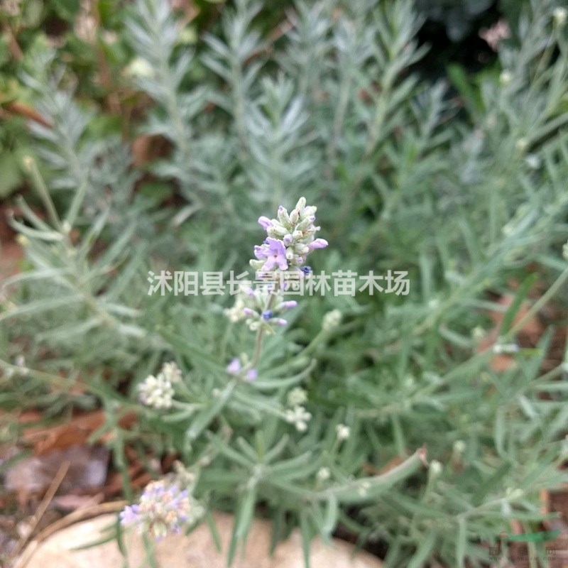 草莓種子多少錢(qián)一斤？