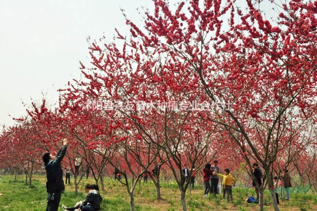 紅葉碧桃小苗 實(shí)地考察 苗圃大量供應(yīng) 紅瑞木價格