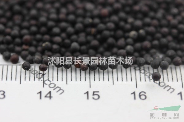 滿天星種子批發(fā)價(jià)格