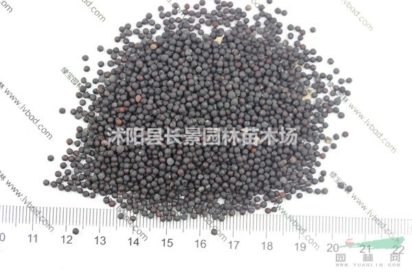 滿天星種子批發(fā)價(jià)格