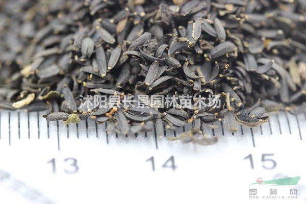 哪里有賣蛇目菊種子