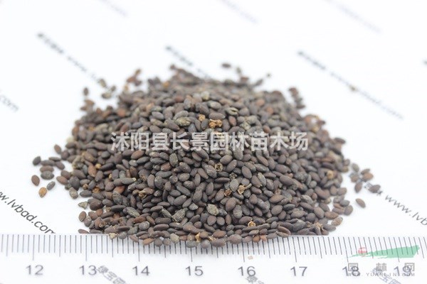 芳香鼠尾草種子批發(fā)價格