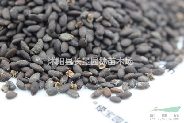 芳香鼠尾草種子批發(fā)價格