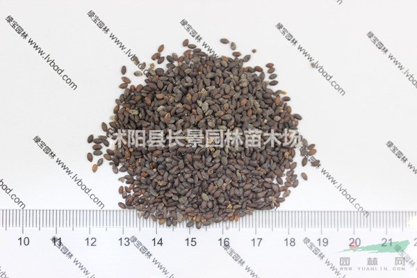 芳香鼠尾草種子哪里有賣