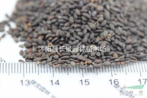 芳香鼠尾草種子哪里有賣