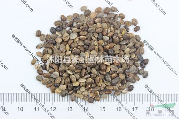 魯冰花種子價格 多少錢一斤？