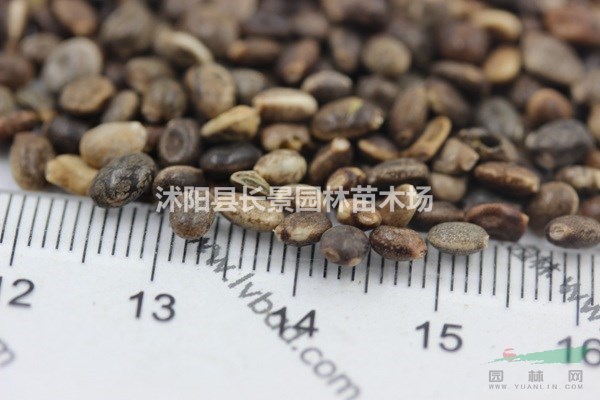 哪里有賣魯冰花種子？多少錢一斤