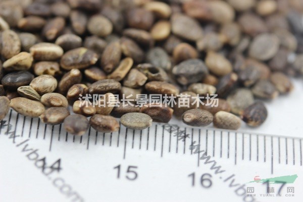 哪里有賣魯冰花種子？多少錢一斤