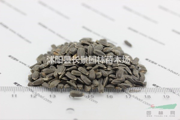 玩具熊向日葵種子價格？