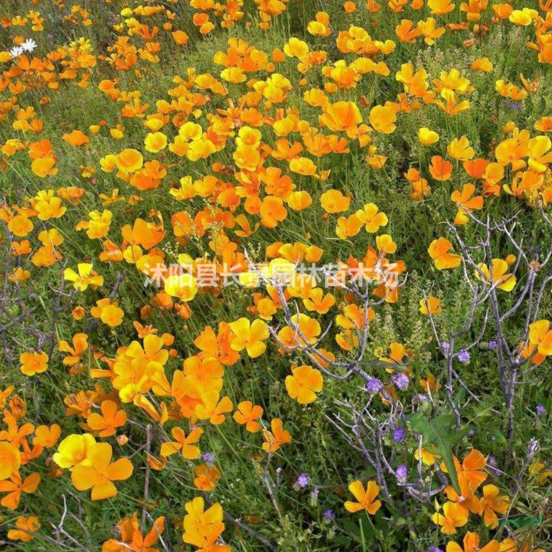 哪里有三色旋花種子賣？